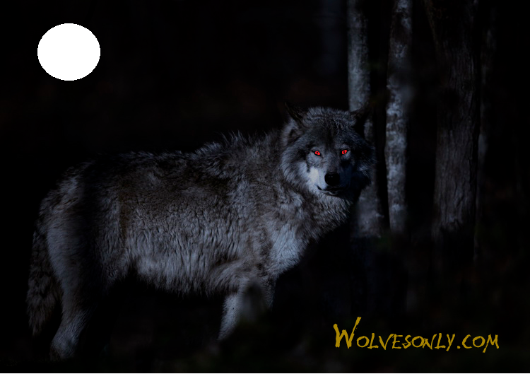 Ночь волков читать. Волк в ночи. Волки в ночных лесах. Волк в лесу ночью. Ночные волки.