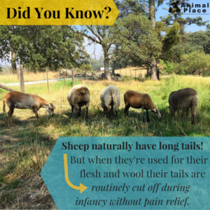  mouton, moutons Fact