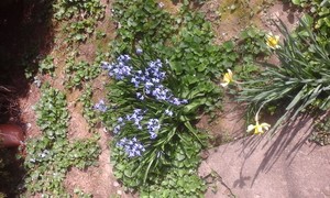  Spring 花 in our garden