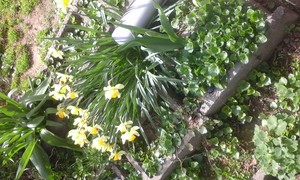  Spring ফুলেরডালি in our garden