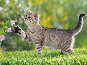 Tabby with Flowers