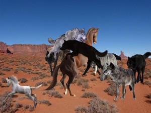  The Pack of Grey Lupi attacked an Wild mustang Mare and her White puledro