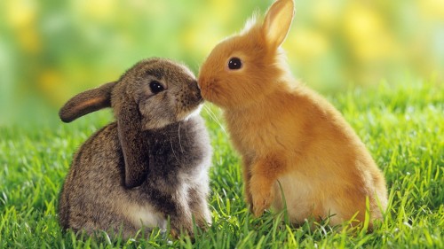 cute bunnies 500x281