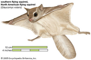  flying écureuil