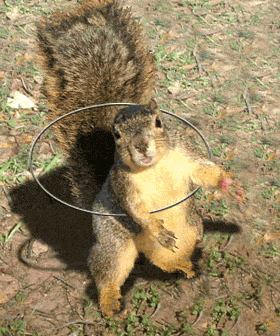  hula hooping eekhoorn