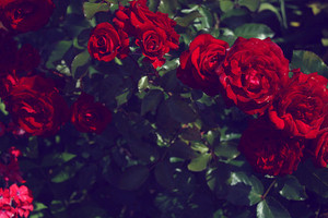  Beautiful mga rosas