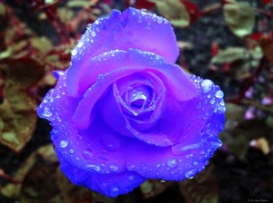  Blue rose