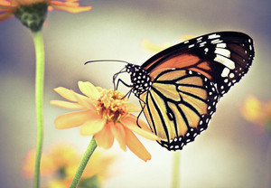  蝴蝶 on 花