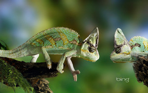  Chameleons