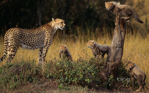  Cheetah and cubs in the Masai Mara National Reserve Kenya