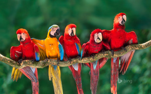  Colorful Macaws
