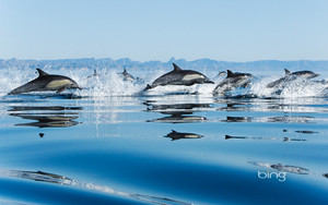  Common Dolphins in the Gulf of California Mexico