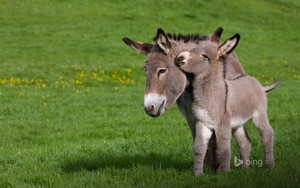  Cotentin Donkeys