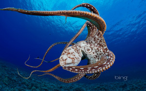  日 Octopus