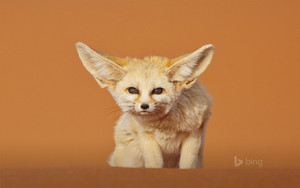  Fennec fox, mbweha