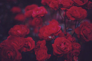  Flowers || Rose