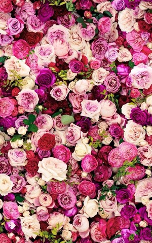  flores || Rose