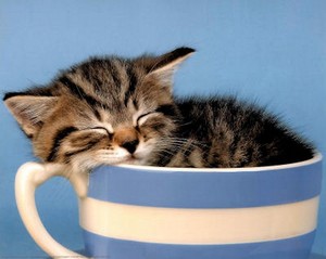  Kitten in cup