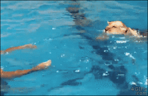  Lion Swimming