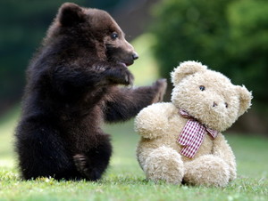  ভালুক cub and teddy ভালুক