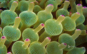  bubble tip Sea anemone