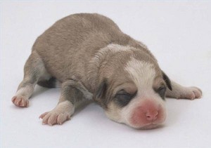 care newborn puppies that outside 800X800
