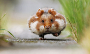  cute hamsters 1 880