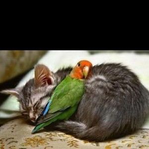  사랑 bird and cat