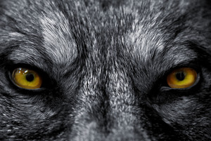 7 bloodcurdling werewolf tales that will keep 당신 up at night 390787