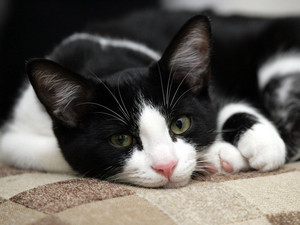  Black with White Cat