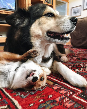  Dog and लोमड़ी, फॉक्स