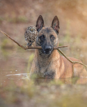  Dog and Owl