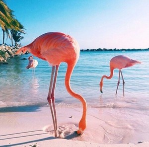 Flamingo ♡ - Flamingos Photo (35634886) - Fanpop