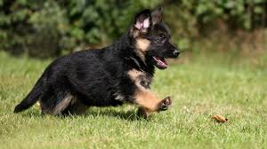  German Shepherd anjing, anak anjing