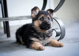  German Shepherd anjing, anak anjing