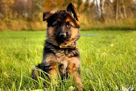  German Shepherd puppy