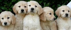  Golden Retriever Puppies