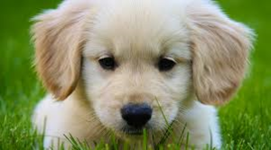  Golden Retriever puppy