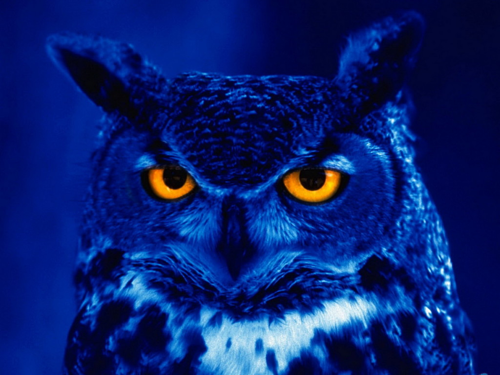  Owl in Blue Light