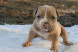  Pitbull puppy