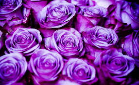  Purple Roses