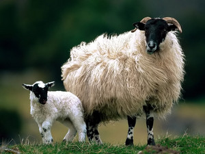 mouton, moutons