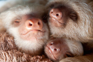  Sloths