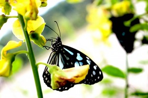 fragrant nature con bướm, bướm 1080x720