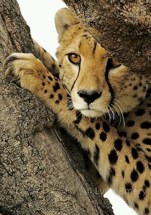  Cheetah pohon