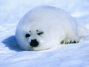  Baby Harp foca, selo