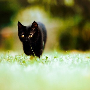  Black Kitten