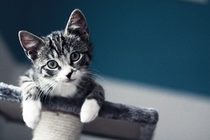  Black and White Tabby Kitten