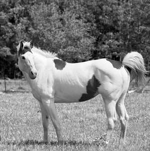  Black and White horse