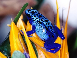  Blue Frog